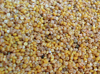 la-quinoa-una-valida-alternativa-ai-cereali
