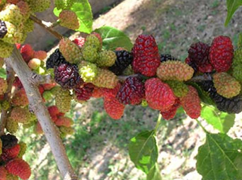 le-proprieta-e-le-varieta-di-frutti-di-gelso